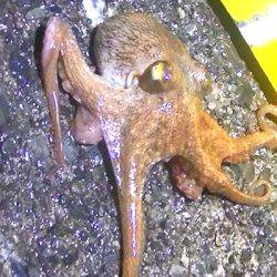 石津浜ではアオリイカ、湾内ではタコ多数とコウイカが釣れました